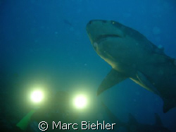 Shooting of a lemon shark, Bora Bora sony cybershot T5 by Marc Biehler 